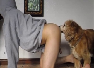 Stunning hottie and two lovely big dogs