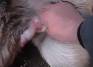 This doggy has a very hard loaded dick