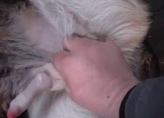 This doggy has a very hard loaded dick