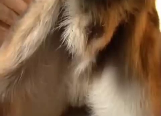 This doggy has a very hard loaded dick