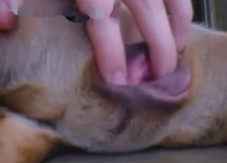 Playing with tight anal hole of a doggy