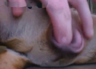 Playing with tight anal hole of a doggy