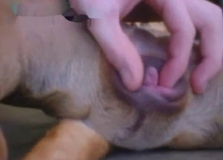 Playing with tight anal hole of a doggy