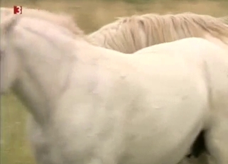 Sexy white pony is doing hot things