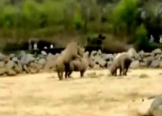 Amazing real rhinos have wild sex