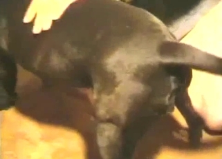 Small black pet is a nice choice for ZOO