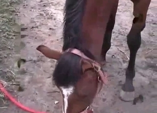 Big stallion dick looks so terrific