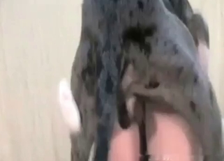 Grey doggy is enjoying nasty bestiality XXX