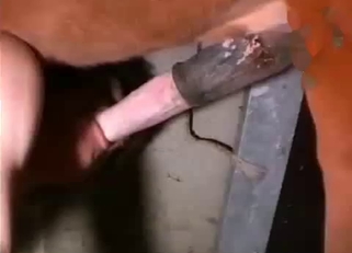 Sucking a very long and hard stallion cock