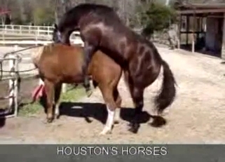 Sexy stallions have amazing bestiality