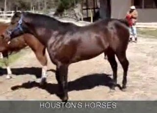 Sexy stallions have amazing bestiality