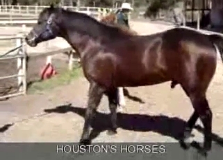 Sexy stallions have amazing bestiality