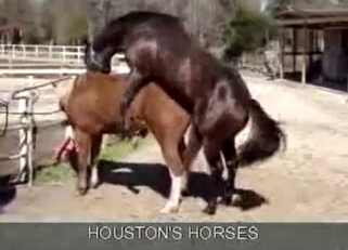 Sexy stallions have amazing bestiality