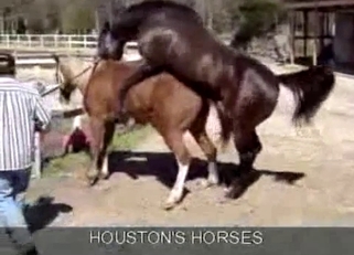Sexy stallions have amazing bestiality