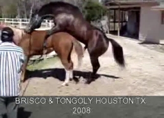 Sexy stallions have amazing bestiality
