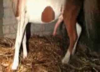 Beautiful horse likes dirty bestiality