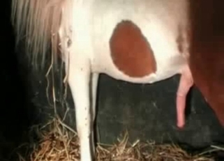Beautiful horse likes dirty bestiality