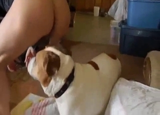 Spotted dog looks nice in doggy style