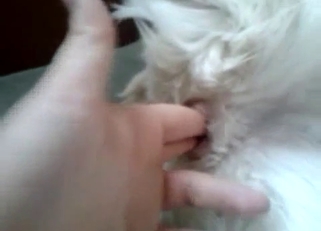 Awesome amateur dog bestiality action