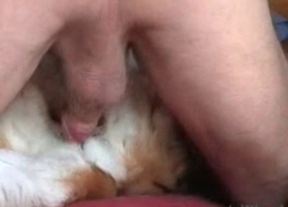 Fucking my lusty doggy in missionary pose
