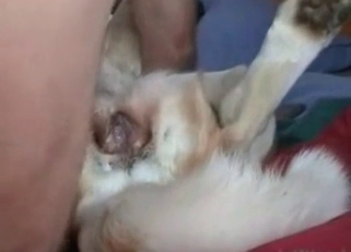 Fucking my lusty doggy in missionary pose