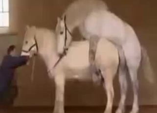 Stunning bestiality sex compilation in doggy pose