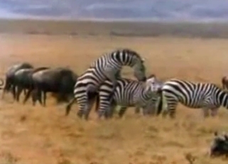 Awesome wild animals having amazing sex