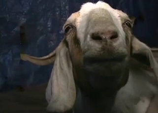 Goat is trying my loaded sausage
