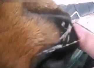 Cute doggy licks my hard dick with pleasure