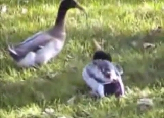 Two nice ducks are enjoying sex