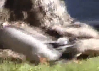 Two nice ducks are enjoying sex