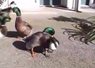 Two nice ducks are enjoying sex