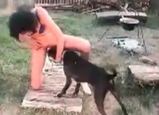 Small black dog in amazing bestiality action
