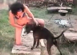 Small black dog in amazing bestiality action