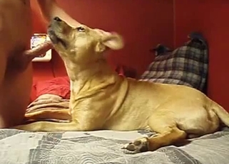 Hound is trying the taste of my dick