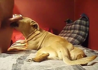 Hound is trying the taste of my dick
