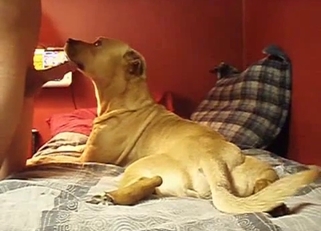 Hound is trying the taste of my dick