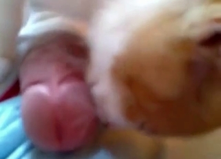 Small kitty licks my hard prick