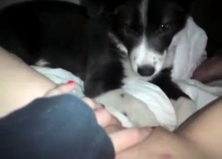 Sexy doggy eats my pussy with pleasure