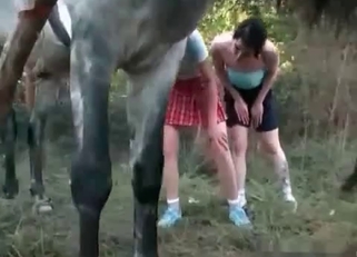 Two busty chicks zoophiles and stallion