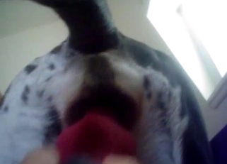 Shoving my huge dick in doggy ass
