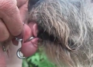 Sexy dog licks my pierced dick on cam
