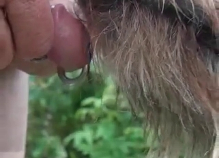 Sexy dog licks my pierced dick on cam
