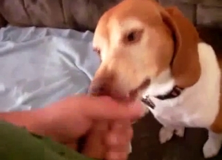 Jerking my hard dick in doggy mouth
