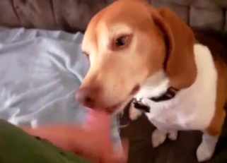 Jerking my hard dick in doggy mouth