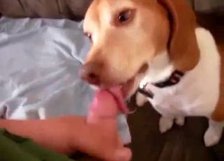 Jerking my hard dick in doggy mouth