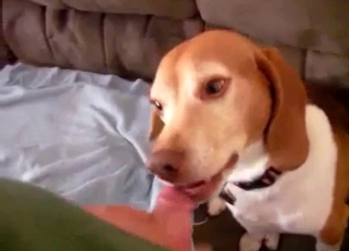 Jerking my hard dick in doggy mouth