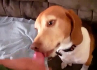 Jerking my hard dick in doggy mouth