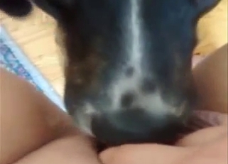 Dog sucks my dick with wide-opened eyes