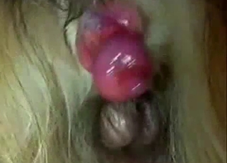 Cute-looking pink hard dick of a horse